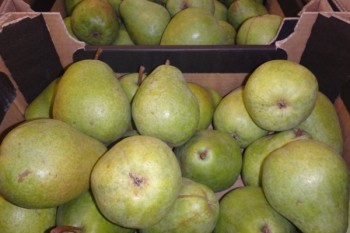 На Могилевской таможне изъяли более 100 тонн фруктов