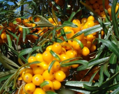 Беларусь по примеру Алтая хочет создать облепиховое и пантовое производства