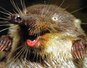 Выхухоль исчезла с территории Беларуси, где она жила 30 млн лет