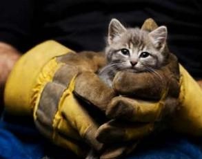 В Беларуси должна быть служба спасения животных