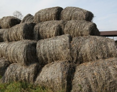 Производство льна по космическим технологиям внедрят в 2015 году