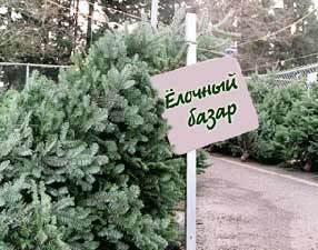 Спрос на живые новогодние ели в Беларуси падает