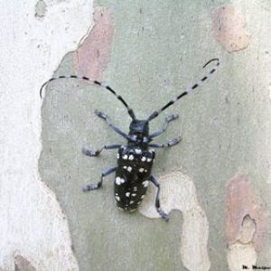 Швейцарию атакуют жуки