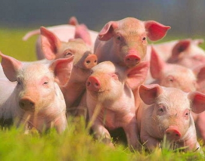 Гомельская область в 2015 году полностью восстановит объемы производства свинины