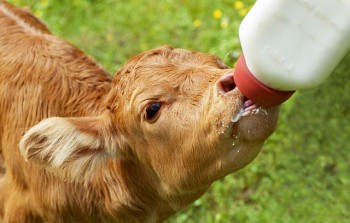 Пастеризация молока — залог экономического роста вашей фермы