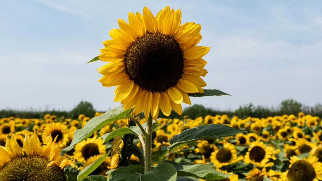 ШротОптТорг