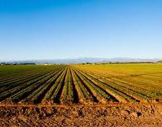 Членство России в ВТО откроет новые возможности для АПК Беларуси