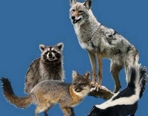  В Беларуси отмечается улучшение эпизоотологической ситуации по бешенству