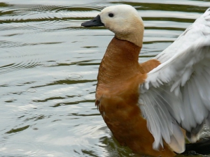 Более 5,7 тыс. водоплавающих птиц насчитали в Минске