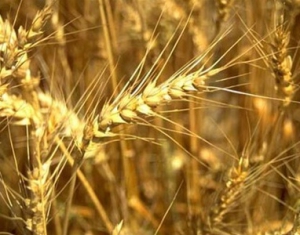 Поставка зерна нового урожая в счет госзаказа началась в Беларуси