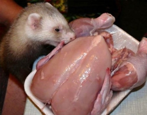 Ветеринары пытаются установить причину гибели домашних животных в Старобине