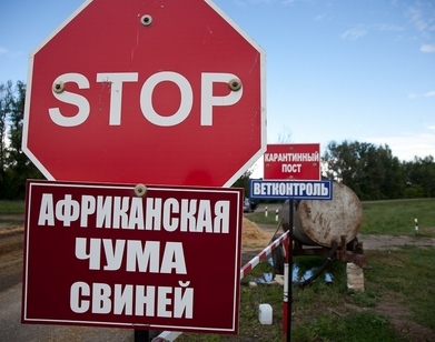 Осведомленность – ключ к предотвращению распространения АЧС в Восточной Европе