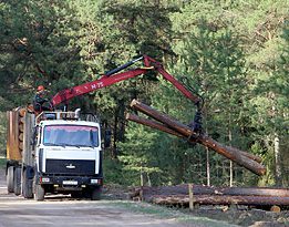 Лесхозы Беларуси в 2013 году получат лесную сертификацию