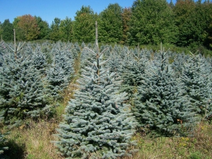 Министр: Беларусь пока использует импортный материал для декоративных насаждений