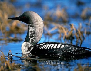 Гибель включенных в Красную книгу птиц зафиксировали в Речицком районе