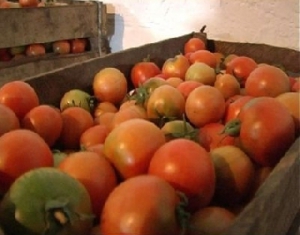 Минская область намерена получить в этом году 130 тыс.т овощей