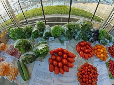 Компания Агро-Инвест объявила о начале строительства крупнейшего комплекса круглогодичного выращивания овощей площадью 87 Га