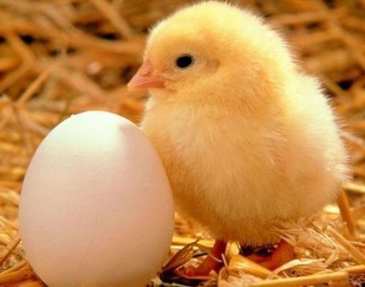 Беларусь сняла ограничения на поставки продукции украинского ООО «Комплекс Агромарс»