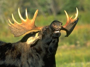 Загонная охота на копытных откроется в Беларуси с 1 октября