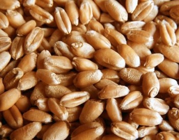 Гомельская область выполнила госзаказ по продаже зерна