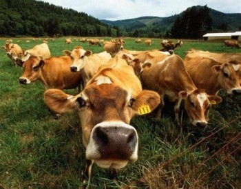 Численность крупного рогатого скота в сельскохозяйственных организациях увеличилась на 1,4%