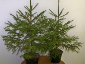 Несколько тысяч новогодних елей лесхозы Витебщины отправят на экспорт 