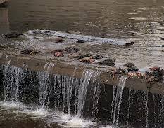 Неправильная подкормка не могла послужить причиной массовой гибели уток