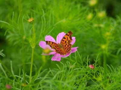 В Беларуси на предстоящей неделе будет по-летнему тепло