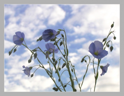 Льняные заводы Беларуси будут объединены в региональные холдинги