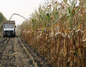 По урожайности кукурузы лидирует тоже Гродненская область