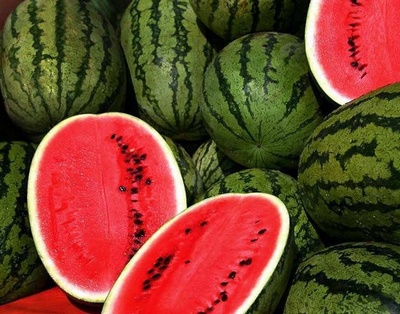 В Беларуси зарабатывать на выращивании арбузов можно начиная с 3 га посевов