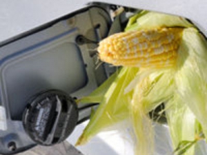 Беларуси предлагали выращивать кукурузу в Чернобыльской зоне, Минсельхозпрод отказался 