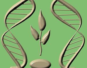 В белорусских магазинах нет товаров с ГМО. Но скоро появятся