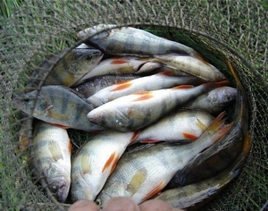 Усилена ответственность за нарушения в сфере охоты и рыболовства