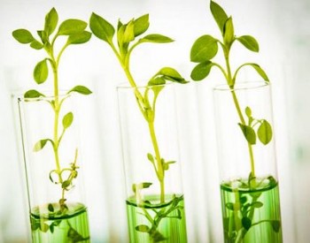 В Жодино создадут крупнейший в стране генетический банк растений