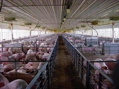 Поголовье свиней в Брестской области восстановят к апрелю 2015 года