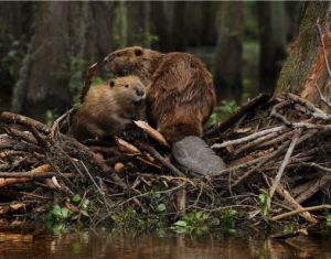 Инспектора выясняют, кто ставил капканы на бобров в Докшицком районе