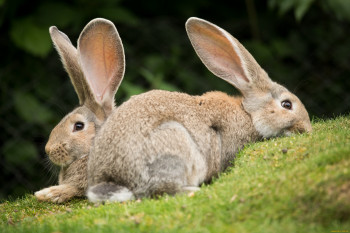 В США смертельный вирус убивает тысячи кроликов