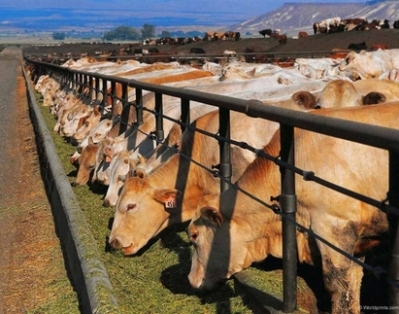 Беларусь отменила запрет на ввоз скота из Евросоюза