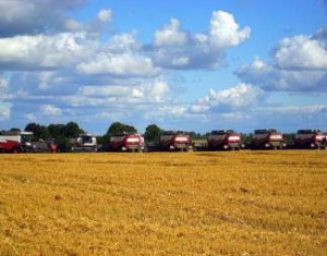 В Беларуси убрано более 70% площадей зерновых и зернобобовых