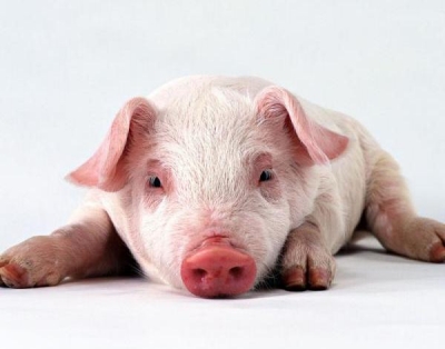 В Калужской области выявлен очередной очаг АЧС