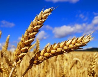 Не менее 8,5 млн т зерна будет собрано в Беларуси в этом году - Заяц