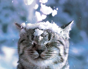 Снег ожидается в Беларуси 22 декабря