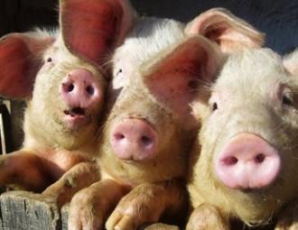 Мясникович потребовал усилить санитарный контроль