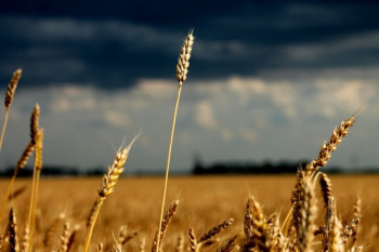 В Брестской области пересеют 26,5 тыс. га зерновых