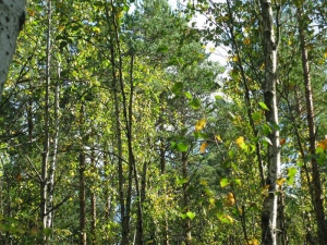 Беларусь и Казахстан подпишут соглашение о сотрудничестве в сфере лесного хозяйства