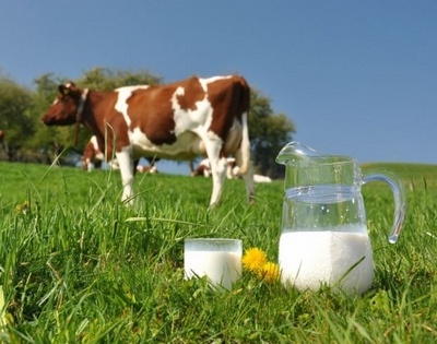 Средние надои в Беларуси сопоставимы с Новой Зеландией