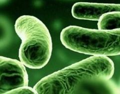 Обработка ультразвуком помогает уничтожать E. Coli на зелени