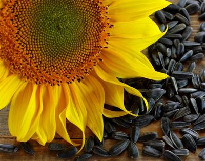 В Гродно выявлены семечки подсолнуха «обогащенные» кадмием