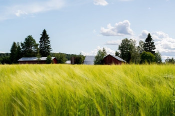 В Беларуси намолочено зерна, включая рапс 5386,9 тысяч тонн